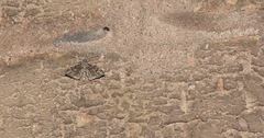 Gymnoscelis rufifasciata