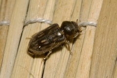 Heterocerus fenestratus
