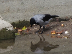 Corvus cornix