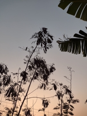 Leucaena leucocephala