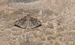 Gymnoscelis rufifasciata