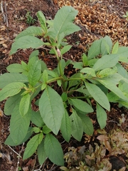 Phytolacca