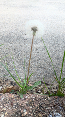 Taraxacum erythrospermum