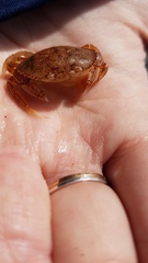 Metacarcinus magister