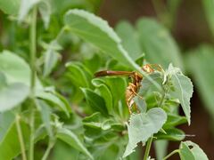 Polistes aurifer