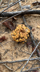 Physalacriaceae