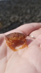 Metacarcinus magister