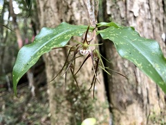 Dendrobium tetragonum