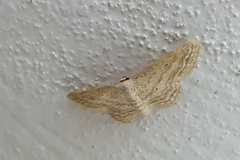 Idaea elongaria