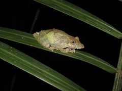 Scinax pedromedinae