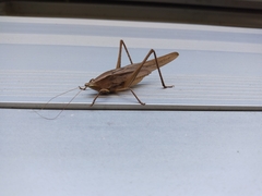 Neoconocephalus triops