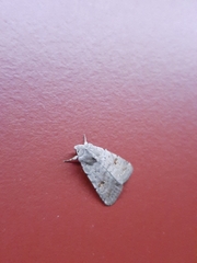 Caradrina kadenii
