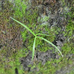 Cyperus mindorensis