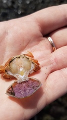 Metacarcinus magister