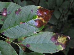 Mycosphaerella fraxinicola