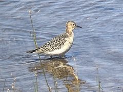 Calidris subruficollis