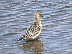Calidris subruficollis