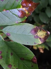 Mycosphaerella fraxinicola