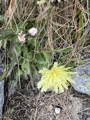 Schlagintweitia intybacea