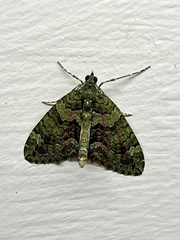 Chloroclysta siterata