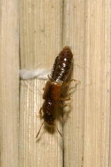 Bledius