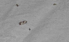 Neocochylis hybridella