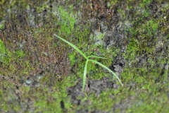 Cyperus mindorensis