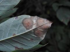 Mycosphaerella fraxinicola