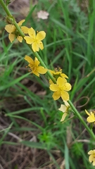 Agrimonia eupatoria