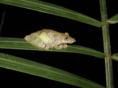 Scinax pedromedinae
