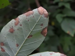 Mycosphaerella fraxinicola