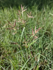 Cyperus