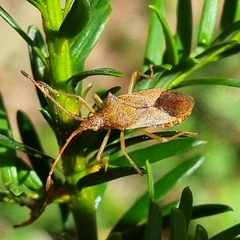 Gonocerus acuteangulatus
