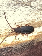 Uleiota dubia