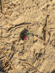 Cicindela scutellaris scutellaris