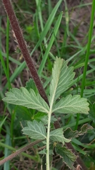 Agrimonia eupatoria