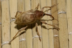 Curculio propinquus