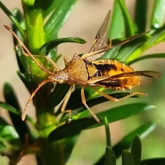 Gonocerus acuteangulatus