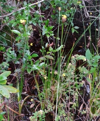 Xyris fimbriata