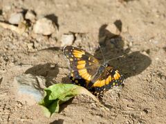 Chlosyne californica