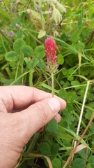 Trifolium incarnatum
