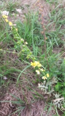 Agrimonia eupatoria