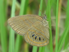 Neonympha helicta