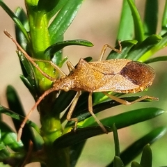 Gonocerus acuteangulatus