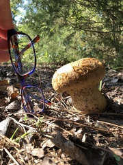Calvatia craniiformis