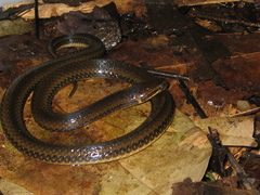 Pseudoeryx plicatilis