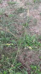 Agrimonia eupatoria