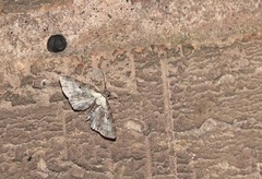 Eupithecia succenturiata