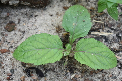 Stachytarpheta cayennensis