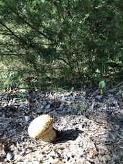 Calvatia craniiformis